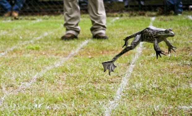 Frog Jump